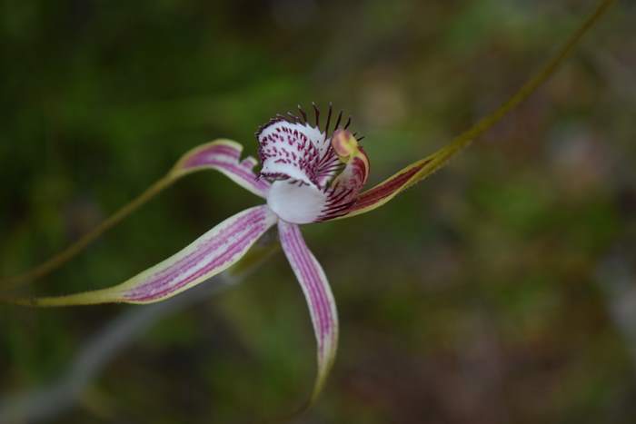 Caladenia - Orchid-spider-0028.JPG